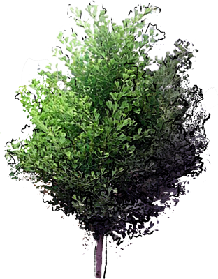Maidenhair Tree 'Saratoga'